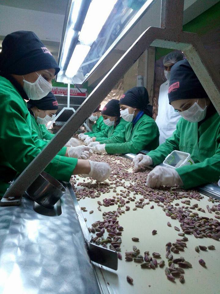 ANTEP FISTIĞI ÜRETİMİ