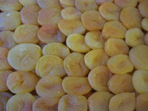 JUMBO KAYISI (KURU KAYISI)