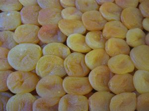 JUMBO KAYISI (KURU KAYISI)
