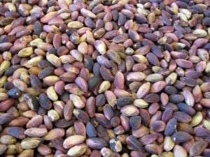 ÇEREZ AĞAÇ ALTI KABUKLU KIRMIZI KURU ANTEP FISTIĞI