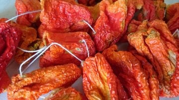 DOLMALIK ACI BİBER, KURUTULMUŞ, YENİ MAHSÜL