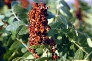 SIVI SUMAK EKŞİSİ BÜYÜK BOY(500 GR)